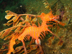 Phycodurus eques