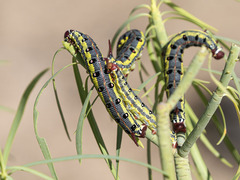 Hyles tithymali tithymali