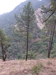 Pinus roxburghii