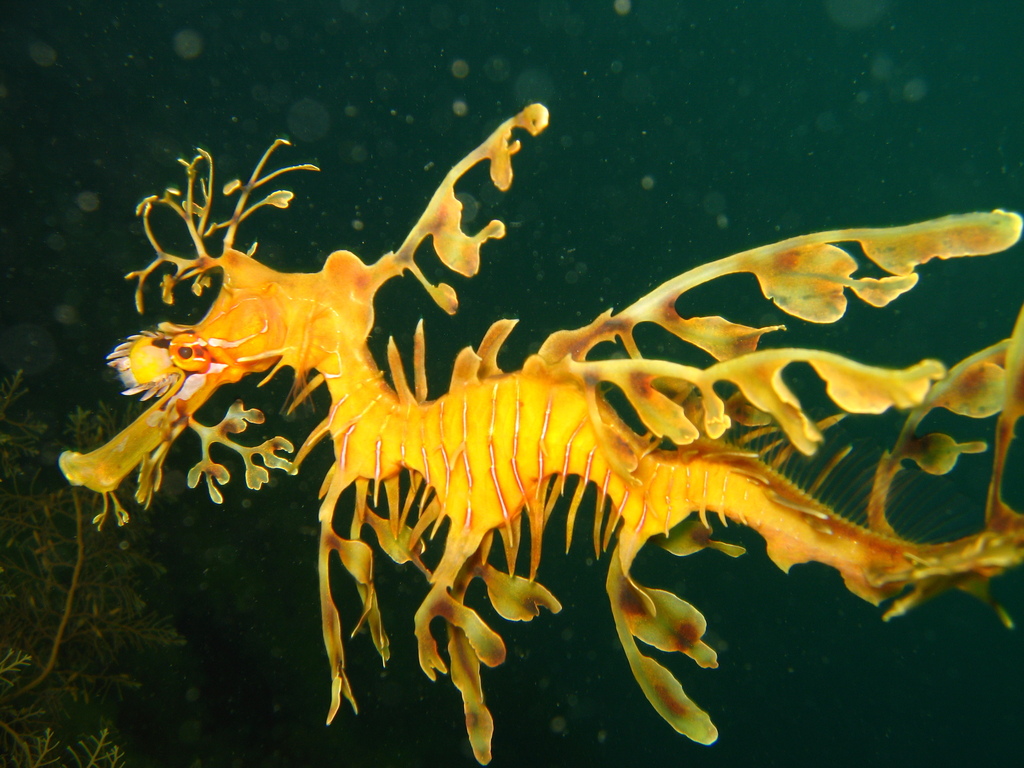 Leafy Seadragon in March 2020 by michaeljames0 · iNaturalist