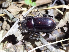 Prosopocoilus torresensis