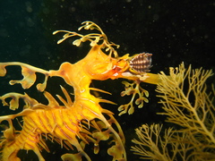 Phycodurus eques