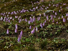 Soldanella pusilla