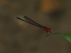 Pseudagrion pilidorsum