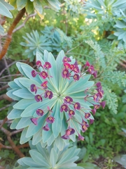 Euphorbia atropurpurea