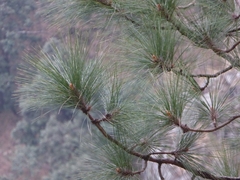 Pinus roxburghii