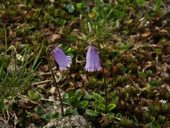 Soldanella pusilla