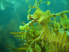 Phycodurus eques