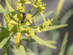 Leptochilus cruentatus