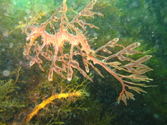 Phycodurus eques