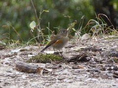 Tarsiger rufilatus