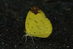 Eurema simulatrix
