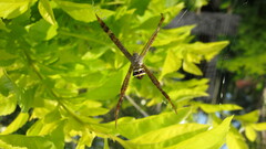 Argiope versicolor
