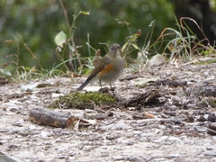 Tarsiger rufilatus