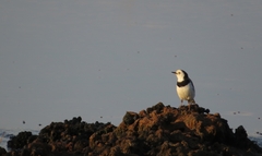 Epthianura albifrons