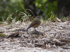Tarsiger rufilatus