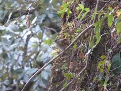 Tarsiger rufilatus