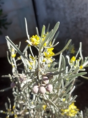 Cneorum pulverulentum