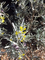 Cneorum pulverulentum