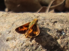 Oriens goloides