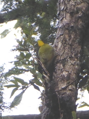 Chrysophlegma flavinucha