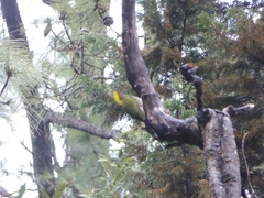 Chrysophlegma flavinucha