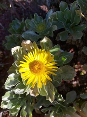 Asteriscus intermedius