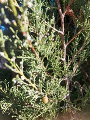 Juniperus canariensis