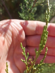 Juniperus canariensis