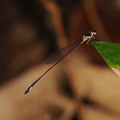 Drepanosticta simuni