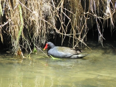 Gallinula chloropus