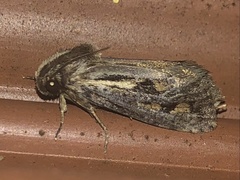 Acrolophus popeanella