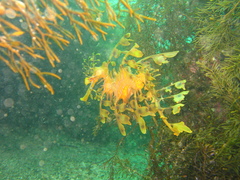 Phycodurus eques