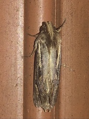 Acrolophus popeanella