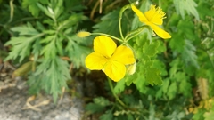 Chelidonium asiaticum