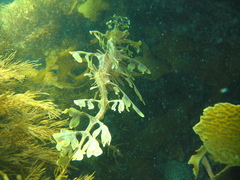 Phycodurus eques