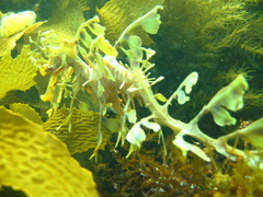 Phycodurus eques