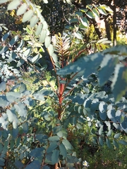 Marcetella moquiniana