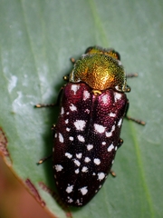 Diphucrania leucosticta