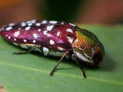 Diphucrania leucosticta