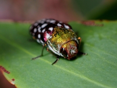 Diphucrania leucosticta