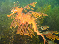 Phycodurus eques