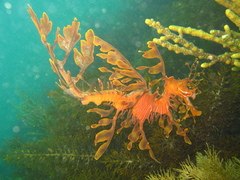 Phycodurus eques