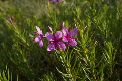 Chamaenerion fleischeri