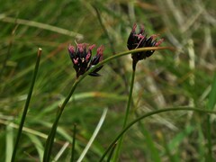 Juncus jacquinii