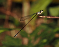 Drepanosticta barbatula