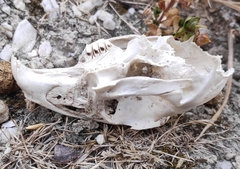 Lagomorpha