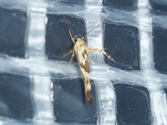 Stathmopoda melanochra