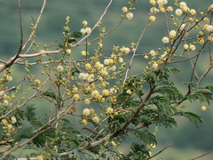 Vachellia leucophloea