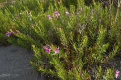 Chamaenerion fleischeri